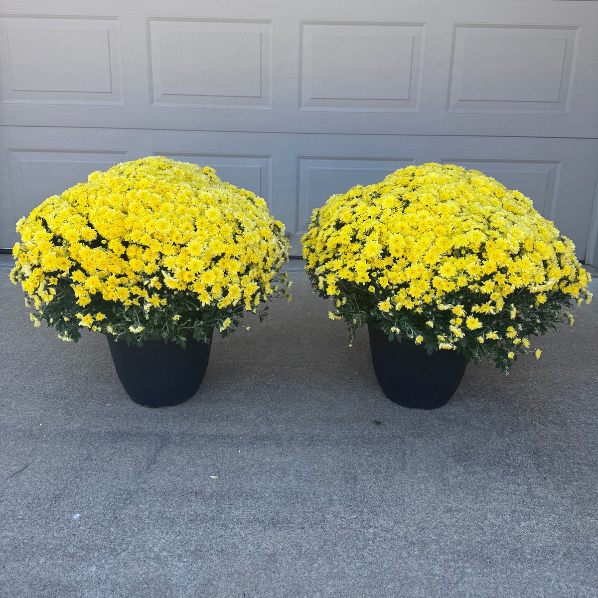 Pair of Mums Add on